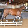 Filly Cheval de Selle Italien For sale 2023 Bay