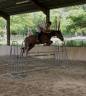 Gelding Selle Fran&ccedil;ais For sale 2020 Liver chestnut
