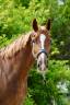 Gelding Selle Fran&ccedil;ais For sale 2020 Liver chestnut