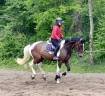 Gelding KWPN Dutch Warmblood For sale 2022 Coloured