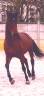 Gelding PRE Pure Spanish Bred For sale 2017 Dark Bay