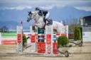 Gelding Selle Fran&ccedil;ais For sale 2011 Grey
