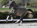 Stallion PRE Pure Spanish Bred For sale 2024 Roan