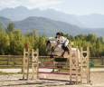 Gelding French Saddle Pony For sale 2016 Grey
