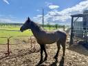 Entire Barb For sale 2023 Liver chestnut