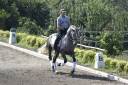 Gelding PRE Pure Spanish Bred For sale 2021 Grey