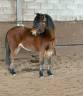 Mare Welsh Pony (Section B) For sale 2022 Bay