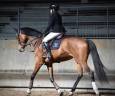 Mare Selle Fran&ccedil;ais For sale 2021 Bay