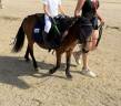 Mare Shetland Pony For sale 2019 Bay