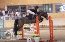 Mare French Saddle Pony For sale 2017 Bay