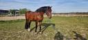Gelding German Warmblood For sale 2020 Bay