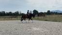 Gelding German Warmblood For sale 2020 Bay