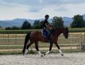 Gelding German Warmblood For sale 2020 Bay