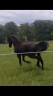 Gelding Friesian For sale 2025 Black