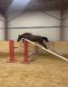 Gelding Selle Fran&ccedil;ais For sale 2023 Bay