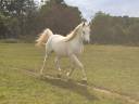 Mare Arabian For sale 2015 Grey
