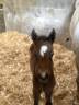Filly French Saddle Pony For sale 2026 Bay