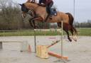 Gelding Selle Fran&ccedil;ais For sale 2018 Chesnut