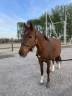 Mare Belgian Riding Pony For sale 2019 Liver chestnut