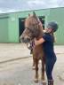 Gelding No Origin Recorded For sale 2015 Liver chestnut