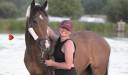 Gelding Thoroughbred For sale 2020 Bay