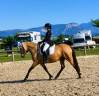 Mare AES Anglo European Studbook For sale 2018 Buckskin