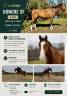 Gelding Selle Fran&ccedil;ais For sale 2020 Bay
