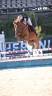 Gelding Other Pony Breed For sale 2012 Chesnut
