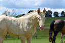 Filly PRE Pure Spanish Bred For sale 2026 Perlino