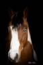 Gelding Paint For sale 2023 Tobiano