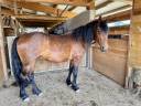 Mare Friesian Cross For sale 2022 Bay