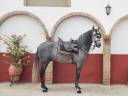Gelding PRE Pure Spanish Bred For sale 2021 Grey
