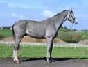 Entire KWPN Dutch Warmblood For sale 2013 Grey