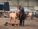 Colt PRE Pure Spanish Bred For sale 2025 Palomino