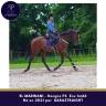 Gelding Thoroughbred For sale 2021 Bay