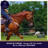 Gelding Thoroughbred For sale 2021 Chesnut