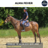 Mare Thoroughbred For sale 2023 Bay