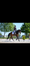Mare KWPN Dutch Warmblood For sale 2021 Bay
