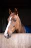 Mare KWPN Dutch Warmblood For sale 2018 Liver chestnut