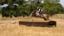 Gelding Welsh Part Bred For sale 2022 Grey