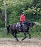 Mare Westphalian  For sale 2016 Dark Bay