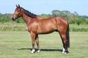 Gelding Selle Fran&ccedil;ais For sale 2021 Bay