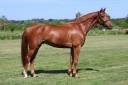 Gelding Selle Fran&ccedil;ais For sale 2021 Chesnut