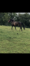 Mare KWPN Dutch Warmblood For sale 2010 Dark Bay