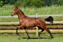 Colt PRE Pure Spanish Bred For sale 2025 Bay