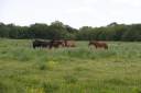 Equestrian Bed and Breakfast  Maine-et-Loire