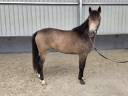 Mare sBs Belgian Warmblood For sale 2023 Buckskin