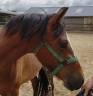 Mare New Forest For sale 2023 Bay