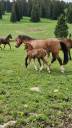 Filly Franche-Montagne For sale 2026 Chesnut