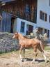 Filly Franche-Montagne For sale 2026 Chesnut